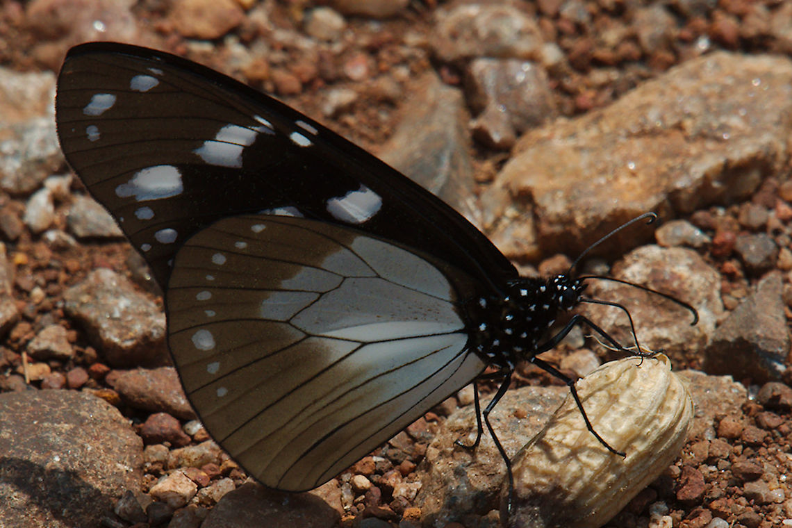Dusky Friar Butterfly (Amauris tartarea) at Mbale Dusky Friar seen on the way to Mount Elgon near Mbale Amauris tartarea,Dusky Friar,Geotagged,Mbale,Summer,Uganda