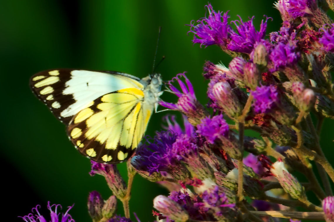 Northern Caper White Butterfly (Belenois subeida) at Semliki NP Butterfly Belenois subeida senn at Semliki (Semuliki) Forest NP, 10.07.2016 Belenois subeida,Northern Caper White,Northern caper white,Semliki National Park,Semuliki Forest,Uganda