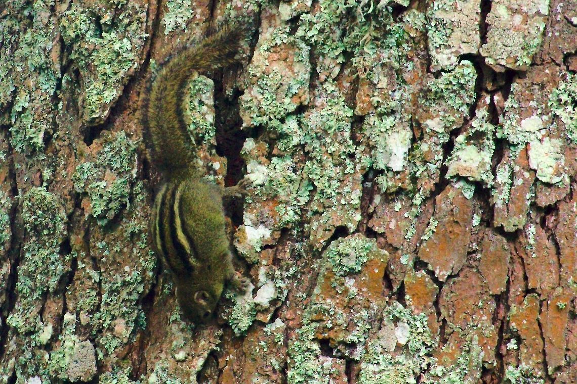 Böhm Squirrel, Boehm's Bush Squirrel (Paraxerus boehmi) at Buhoma B&ouml;hm Squirrel found at Buhoma, Bwindi Impenetrable Boehm's Bush Squirrel,Buhoma,Böhm Squirrel,Paraxerus boehmi,Uganda,bwindi
