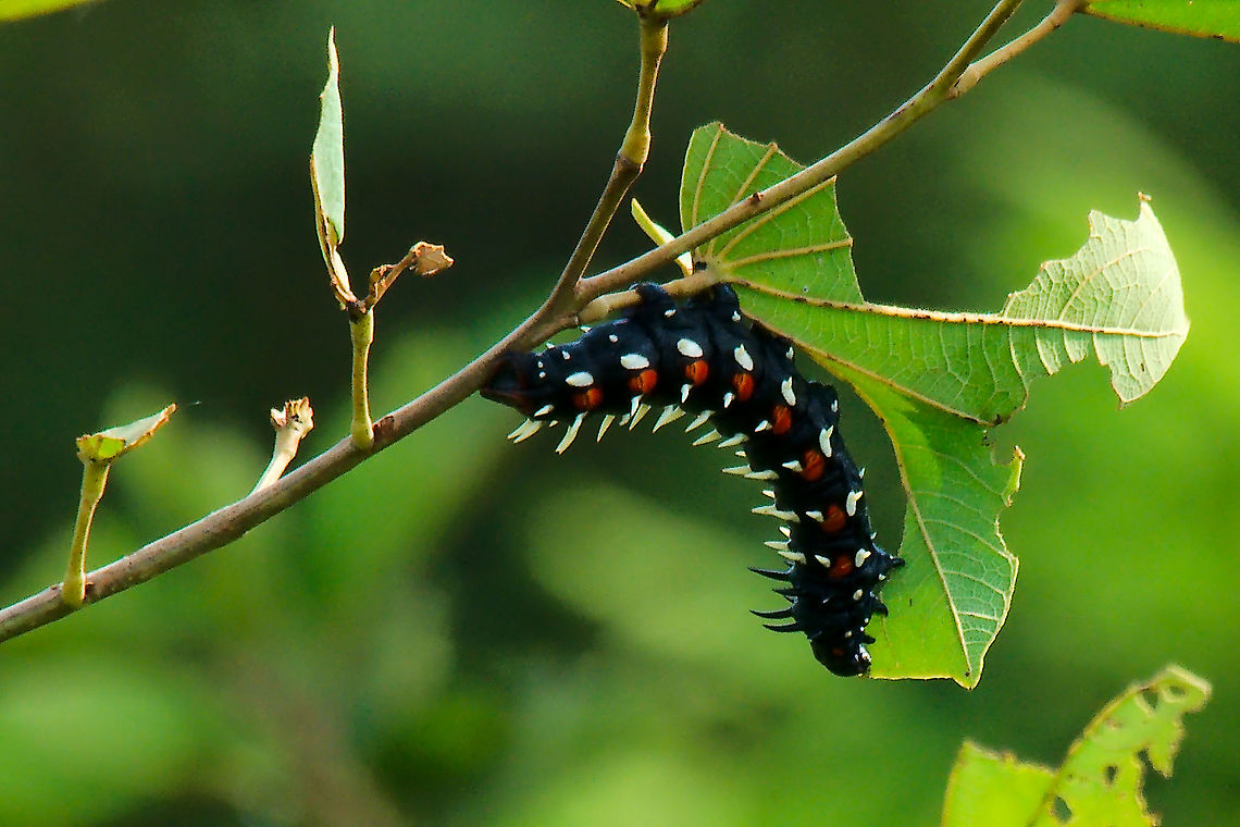 Larva of Cabbage Tree Emperor Butterfly (Bunaea alcinoe) at Kidepo Valley Several larvae of this Bunaea alcinoe detected at Kidepo Valley, 01.07.2017 Bunaea alcinoe,Butterfly,Cabbage Tree Emperor,Cabbage tree emperor moth,Kidepo Valley,Uganda,larva