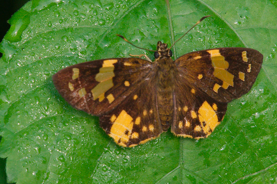 Common Orange Sprite Butterfly (Celaenorrhinus galenus) at Semliki Common Orange Sprite (Celaenorrhinus galenus) seen at Semliki NP (Semuliki Forest), 10.07.2016 Butterfly,Celaenorrhinus galenus,Common Orange Sprite,Semliki National Park,Semuliki Forest,Uganda