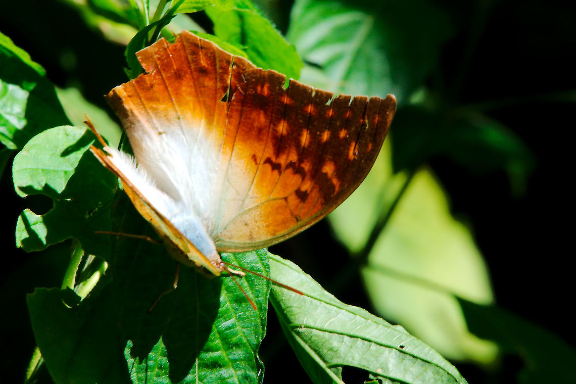 Charaxes fulvescens Butterfly at Mount Elgon Butterfly charaxes fulvescens seen at Mount Elgon National Park, 28.06.2016 Butterfly,Charaxes fulvescens,Mount Elgon National Park,Uganda