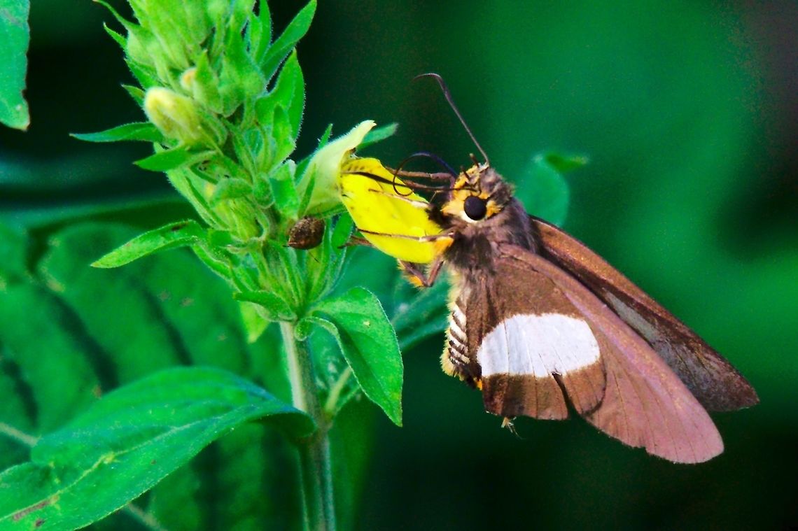 Western Policeman Butterfly (Coeliades hanno), Entebbe Butterfly Coeliades hanno, Western Policeman or Three Pip Policeman, seen at Botanical Gardens, Entebbe Botanical Gardens,Butterfly,Coeliades hanno,Entebbe,Uganda,Western Policeman