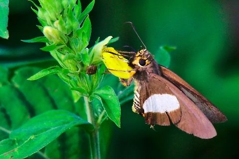 Western Policeman Butterfly (Coeliades hanno), Entebbe Butterfly Coeliades hanno, Western Policeman or Three Pip Policeman, seen at Botanical Gardens, Entebbe Botanical Gardens,Butterfly,Coeliades hanno,Entebbe,Uganda,Western Policeman