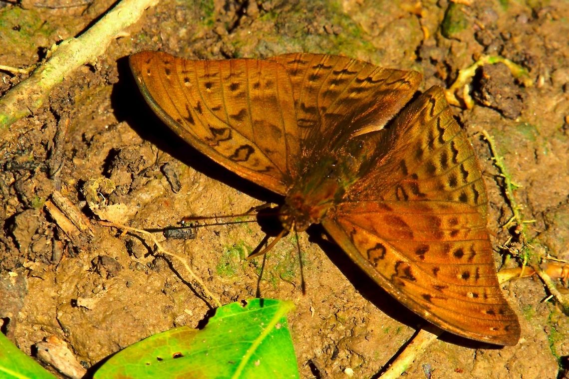 Euriphene saphirina Butterfly at Semliki Butterfly Euriphene saphirina seet at Semuliki Forest (Semliki National Park), 9.7.2016 Butterfly,Euryphura chalcis,Semliki National Park,Semuliki Forest,Uganda