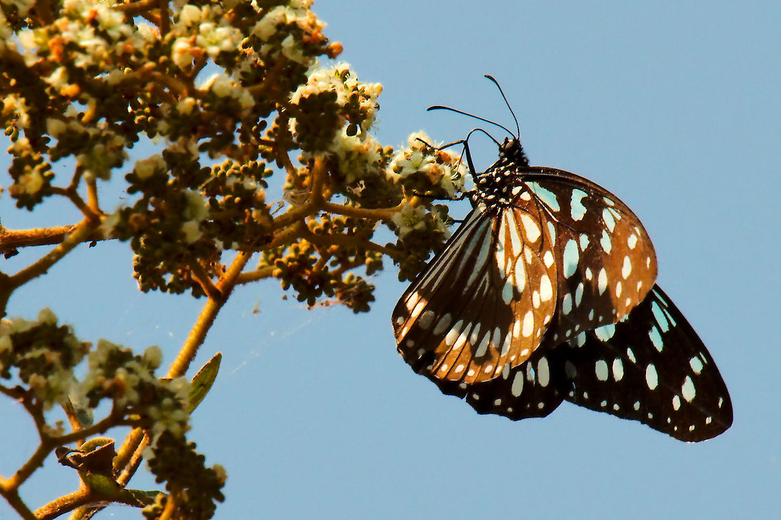 Butterfly Blue Monarch (Tirumala petiverana) at Buhoma Blue Monarch seen at Buhoma Ruhija, 21.07.2016 Buhoma,Butterfly,Tirumala petiverana,Uganda