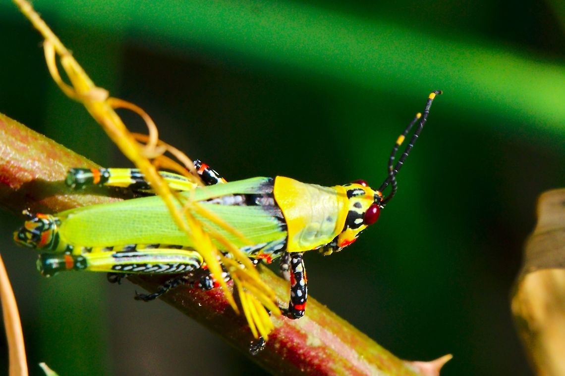 Nice coloured Hopper at Kaku Swamp Lyantonde Nicly coloured (Grass) hopper detected at Kaku Swamp near Lyantonde Kaku Swamp,Lyantonde,Uganda,hopper