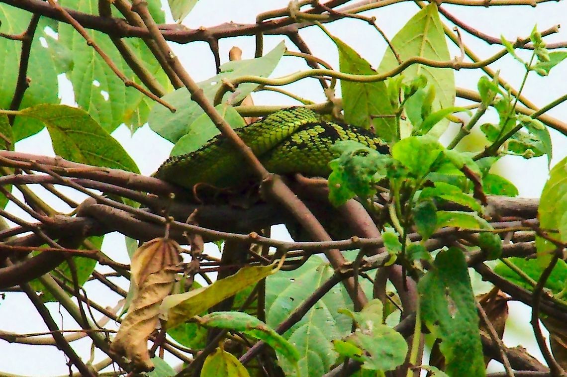 Great Lakes Bush Viper (Atheris nitschei) at Buhoma Very well hidden green Great Lakes Bush Viper seen along the Community trail at Buhoma Atheris nitschei,Buhoma,Great Lakes Bush Viper,Uganda