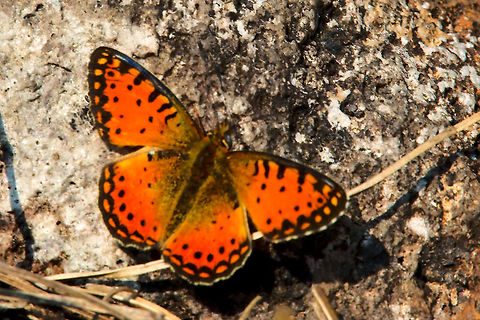 Baumann’s Mountain Fritillary (Issoria baumanni) ssp. katangae Butterfly at Mgahinga Gorilla National Park Baumann’s Mountain Fritillary butterfly (Issoria baumanni) ssp. katangae  seen at Mgahinga Gorilla National Park, 17.07.2016 Baumann's Mountain Fritillary,Butterfly,Issoria baumanni,Mgahinga Gorilla National Park,Uganda