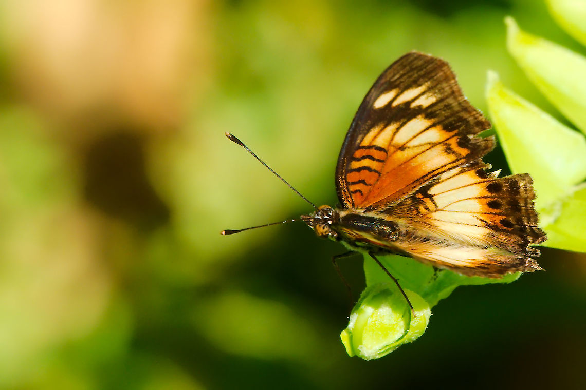 Little Pansy Butterfly (Junonia Sophia) at jinja Little Pansy Butterfly seet at Jinja Geotagged,Jinja,Junonia Sophia,Junonia sophia,Little Pansy,Little pansy,Summer,Uganda