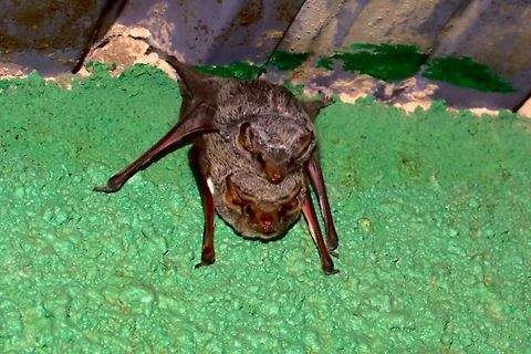 Mauritian tomb bat