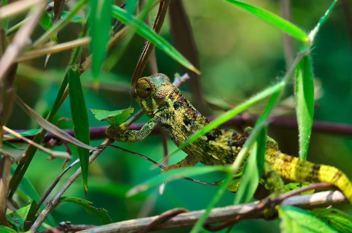 Montane Side-striped Chamaeleon (Chamaeleo ellioti) at Mgahinga Gorilla National Park This side-striped Chameleon, montane sp. (Chamaeleo ellioti) was seen at Mgahinga Gorilla National Park, 17.07.2016<br />
in enWP there is Chameleo ellioti missing, cp. <a href="http://www.wildherps.com/species/C.ellioti.html" rel="nofollow">http://www.wildherps.com/species/C.ellioti.html</a><br />
with references<br />
 Chamaeleo ellioti,Chameleon,Mgahinga Gorilla National Park,Side-striped Chameleon,Trioceros bitaeniatus,Uganda