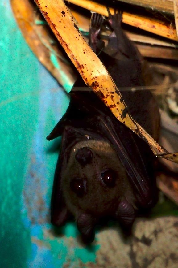 Mountain Fruit Bat (Rousettus lanosus) at Buhoma Sleeping bat hanging around near the lodge, Mountain Fruit Bat, 13.07.2016 Bats,Buhoma,Long-haired rousette,Mountain Fruit Bat,Rousettus lanosus,Uganda