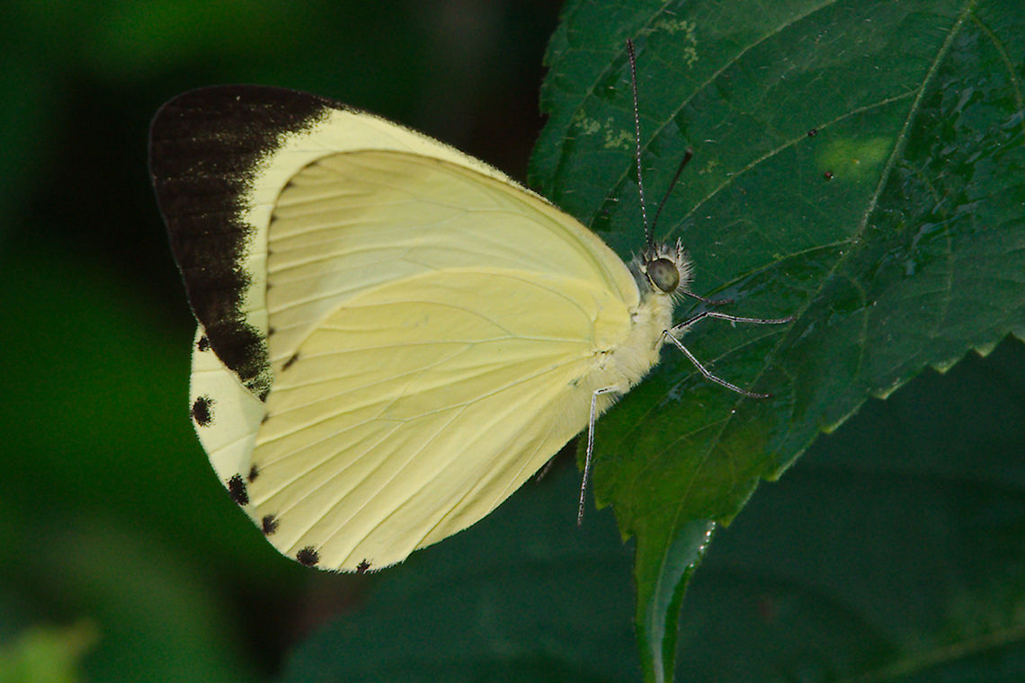 Nepheronia thalassina Butterfly Cambridge Vagrant at Semliki National Park Butterfly Cambridge Vagrant seen at Semliki NP, 10.07.2016 Butterfly,Cambridge Vagrant,Cambridge vagrant,Nepheronia thalassina,Nepheronia_thalassina,Semliki National Park,Semuliki Forest,Uganda