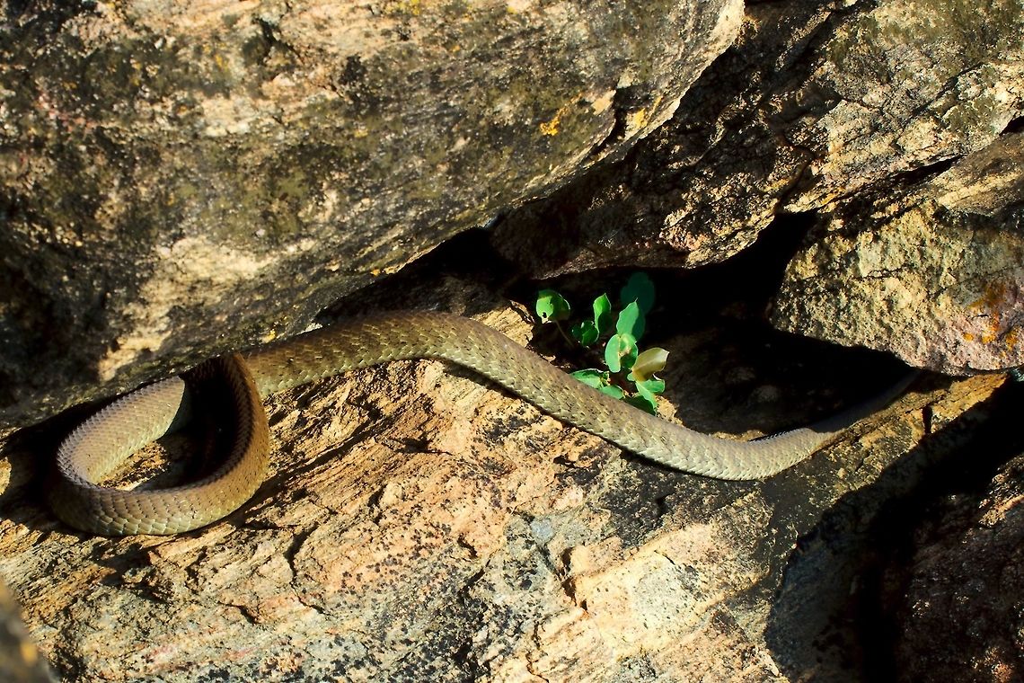 Olive (or Hissing) Sand Snake (Psammophis mossambicus) at Kidepo Valley Psammophis mossambicus Sand Snake seen at Kidepo Valley in the Narus valley on the rocks, 04.07.2016 Hissing Sand Snake,Kidepo Valley,Olive Sand Snake,Psammophis mossambicus,Sand Snake,Uganda