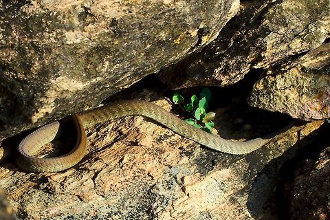 Olive Sand Snake