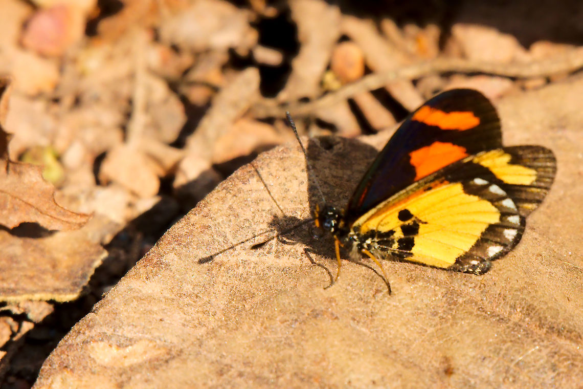 Acraea bonasia Butterfly at Buhoma Another butterfly seen at Buhoma, Acraea bonasia Acraea bonasia,Buhoma,Butterfly,Uganda,acraea bonasia