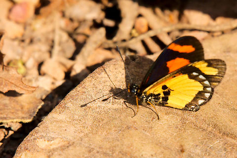 Acraea bonasia Butterfly at Buhoma Another butterfly seen at Buhoma, Acraea bonasia Acraea bonasia,Buhoma,Butterfly,Uganda,acraea bonasia