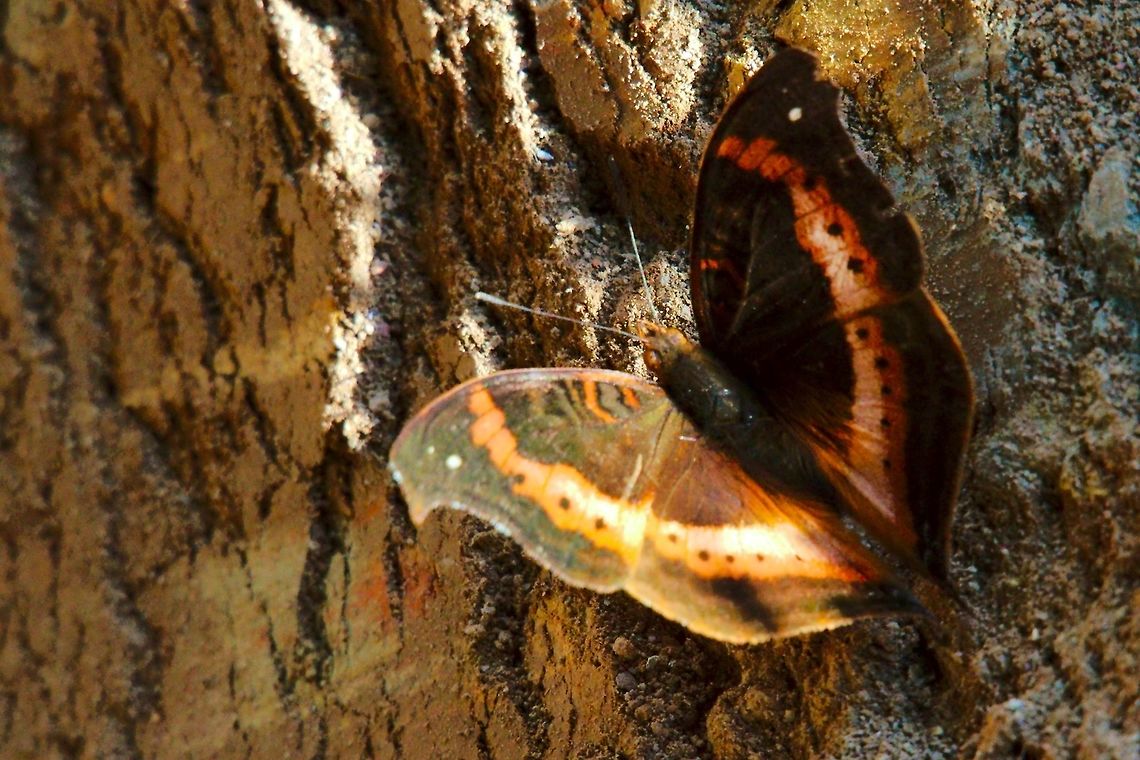African Leaf Butterfly (Eared Commodore) (Precis tugela) at Buhoma Butterfly said to be Precis tugela seen at Buhoma African Leaf Butterfly,African leaf butterfly,Buhoma,Butterfly,Eared Commodore,Precis tugela,Uganda