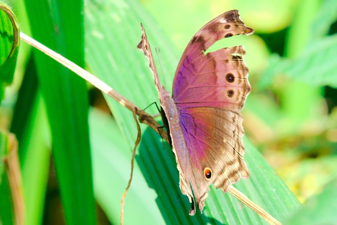 Blue mother-of-pearl Butterfly, (Protogoniomorpha temora ssp. virescens) at Mubwindi Swamp Butterfly Protogoniomorpha temora, said to be ssp. virescens seen at Mubwindi Swamp, Ruhija Blue mother-of-pearl,Butterfly,Mubwindi Swamp,Protogoniomorpha temora,Ruhija,Uganda