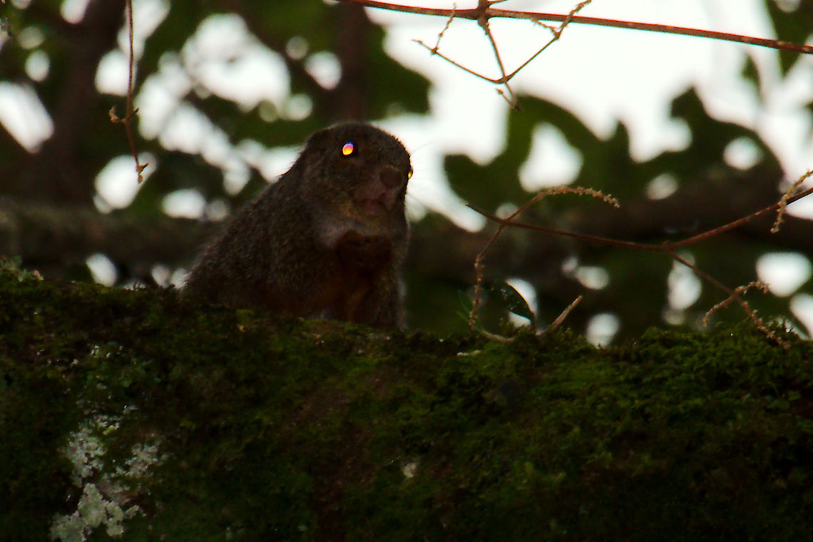 Red-legged Sun Squirrel at Mount Elgon Poor image, but at least one red-legged Sun Squirrel. Flashed at Mount Elgon National Park Heliosciurus rufobrachium,Mount Elgon National Park,Red-legged Sun Squirrel,Red-legged sun squirrel,Uganda