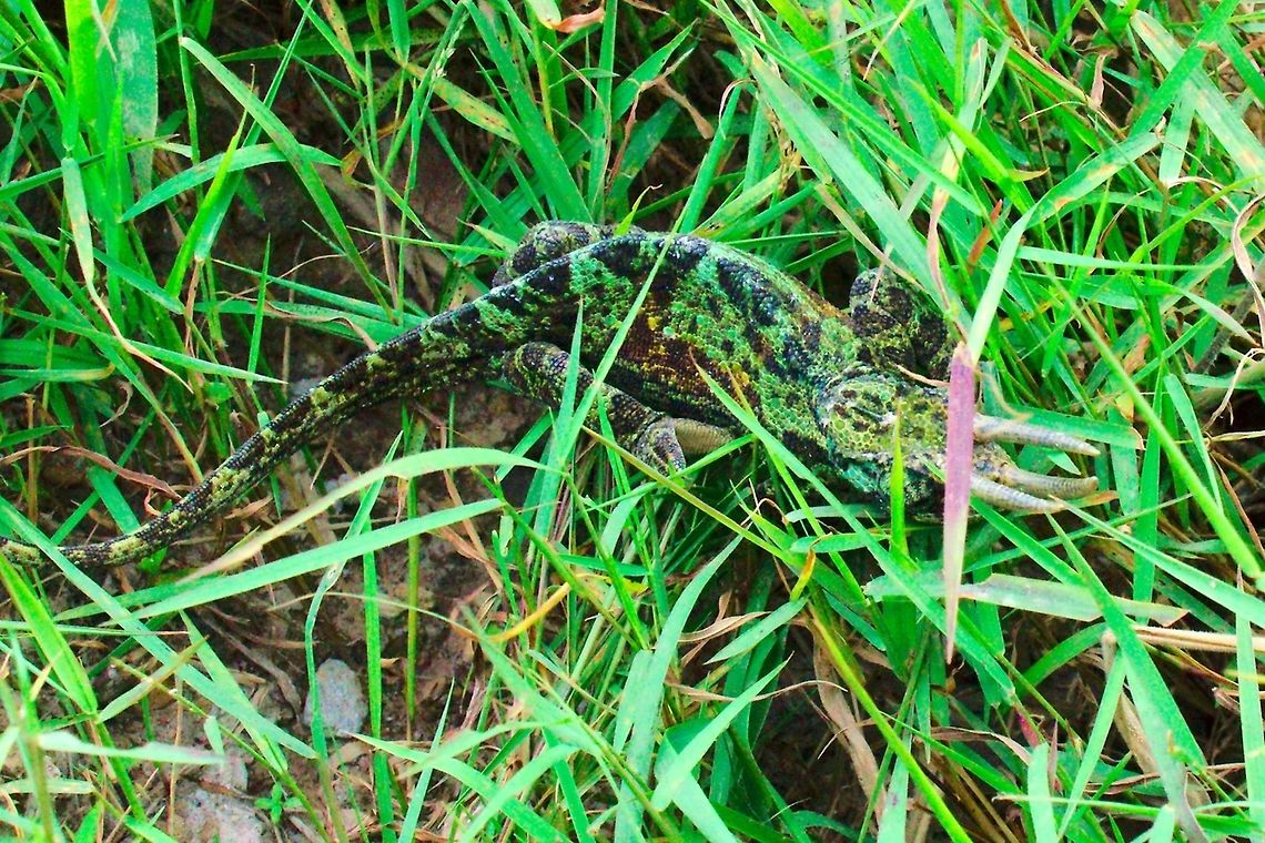 Rwenzori 3-horned Chamaeleon (Trioceros johnstoni) at Buhoma Ruwenzori three-horned chameleon Chameleon found along the road to Buhoma, Ruhija, 13.07.2016 Buhoma,Chameleon,Johnstons Chameleon,Ruhija,Ruwenzori three-horned chameleon,Trioceros johnstoni,Uganda
