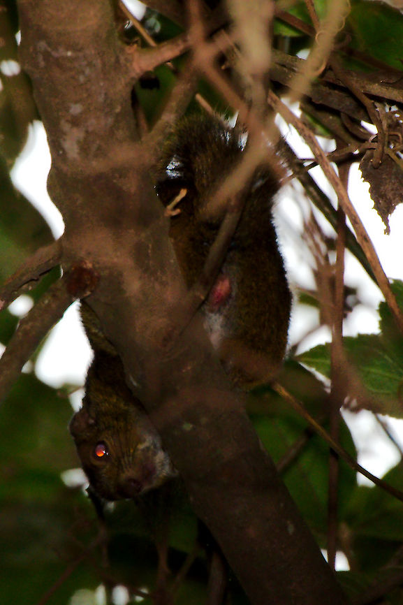 Rwenzori Sun Squirrel (Heliosciurus ruwenzorii) at Buhoma Ruwenzori Sun Squirrel (Heliosciurus ruwenzorii) seen at Buhoma, Ruhija, 14.07.2016 Buhoma,Heliosciurus ruwenzorii,Ruhija,Ruwenzori Sun Squirrel,Rwenzori Sun Squirrel,Uganda