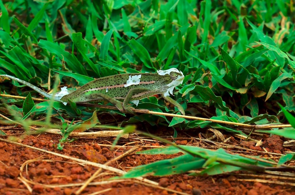 Smooth Chamaeleon (Chamaeleo laevigatus) at Kidepo Smooth Chameleon &quot;moulting&quot; Chamaeleo laevigatus seen on the way to Kidepo Valley Chamaeleo laevigatus,Kidepo Valley,Smooth Chameleon,Smooth chameleon,Uganda