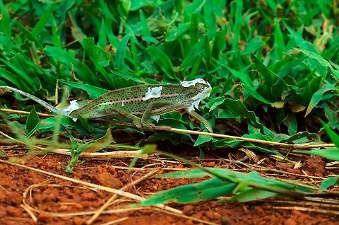 Smooth chameleon