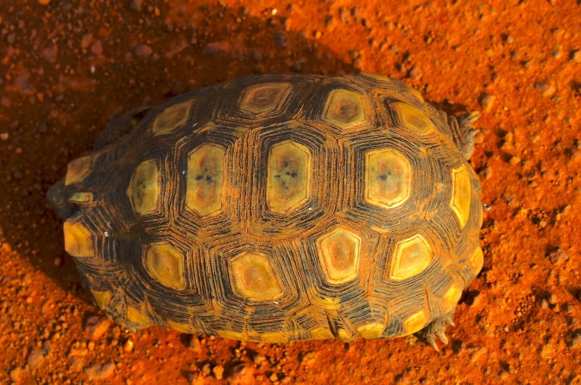 Speke's Hinge-backed Tortoise (Kinixys spekii) at Kidepo Tortoise found on the ground, Speke's Hinge-backed at Kidepo Valley, 05.07.2016 Kidepo Valley,Kinixys spekii,Speke's Hinge-backed Tortoise,Speke's hinge-back tortoise,Tortoise,Uganda