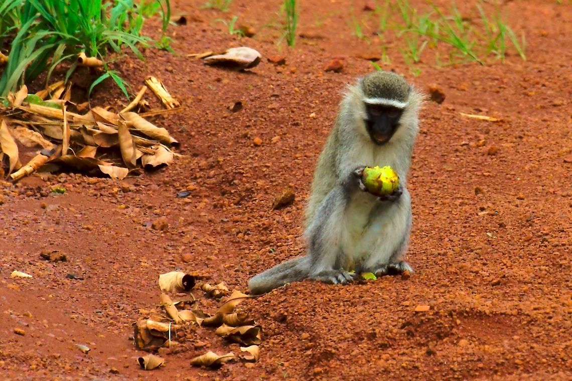 Tantalus Monkey at Kidepo Tantalus Monkey Chlorocebus tantalus seen on the road at Kidepo Valley Chlorocebus tantalus,Kidepo Valley,Tantalus Monkey,Tantalus monkey,Uganda