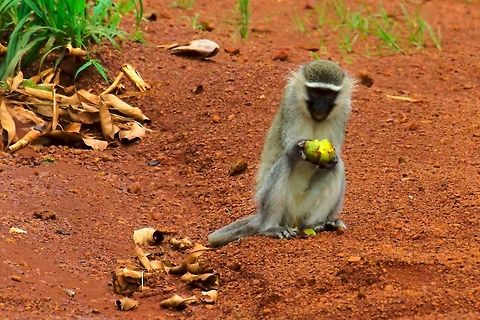 Tantalus Monkey at Kidepo Tantalus Monkey Chlorocebus tantalus seen on the road at Kidepo Valley Chlorocebus tantalus,Kidepo Valley,Tantalus Monkey,Tantalus monkey,Uganda