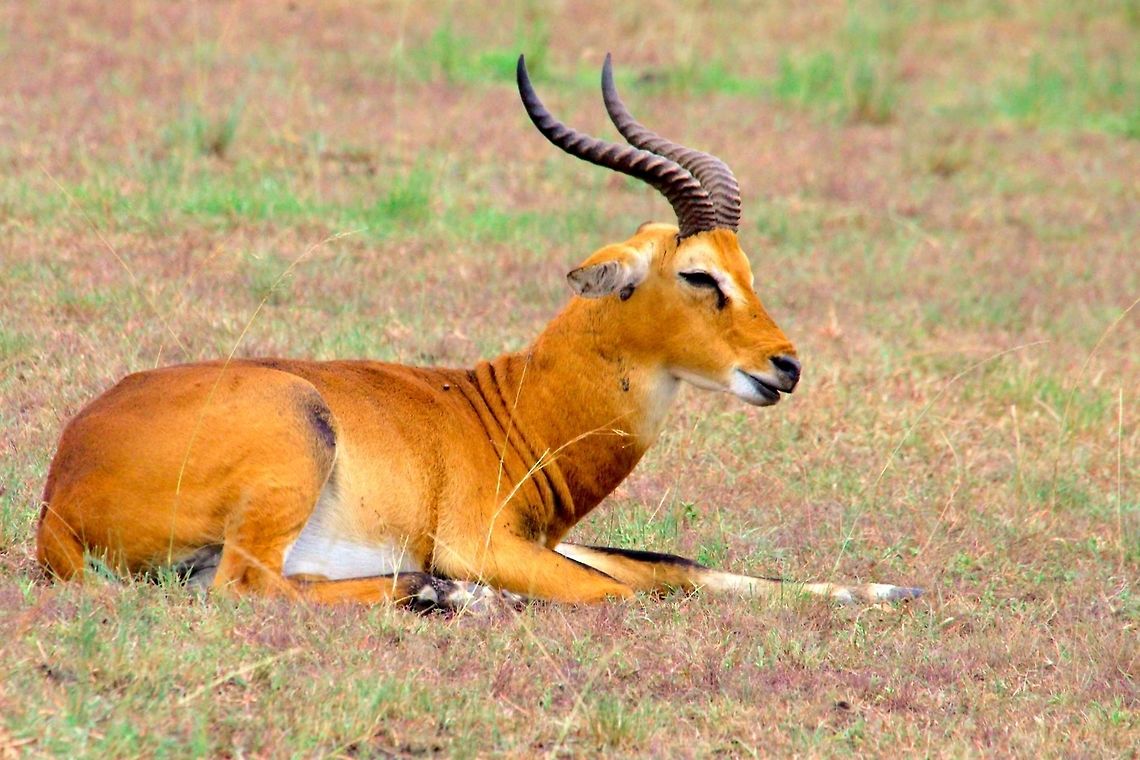 Uganda Kob (Kobus kob thomasi) at Murchison Falls NP Ugandan subspecies Uganda Kob (Kobus kob thomasi) seen at Murchison Falls National Park, cp. <a href="https://en.wikipedia.org/wiki/Ugandan_kob" rel="nofollow">https://en.wikipedia.org/wiki/Ugandan_kob</a> Kobus kob,Kobus kob thomasi,Murchison Falls National Park,Uganda,Ugandan kob