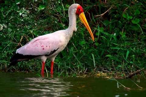 Yellow-billed_Stork at Murchison Falls Yellow-billed Stork quietly waiting for photographies Murchison Falls National Park,Mycteria ibis,Uganda,Yellow-billed Stork