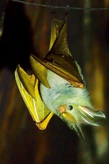 Yellow-winged Bat at Murchison Falls Yellow-winged Bat (Lavia frons) at Murchison Falls National Park, Red Chilli Camp Lavia frons,Murchison Falls National Park,Uganda,Yellow-winged Bat,Yellow-winged bat