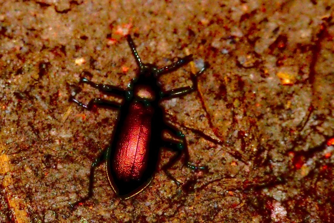 Bug at Mabira Forest Shiny red-brown bug seen at Mabira Forest Mabira Forest,Uganda,bug