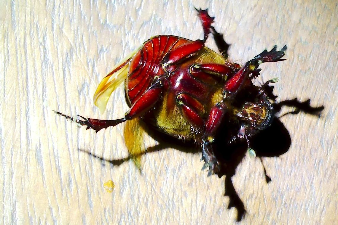 Same Bug, ventral side, Kidepo Same bug, shown from below Kidepo Valley,Uganda,bug