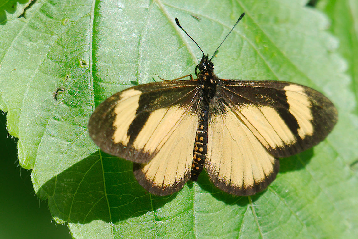 Butterfly at Mount Elgon Unknown  butterfly found at Mount Elgon National Park Butterfly,Mount Elgon National Park,Uganda