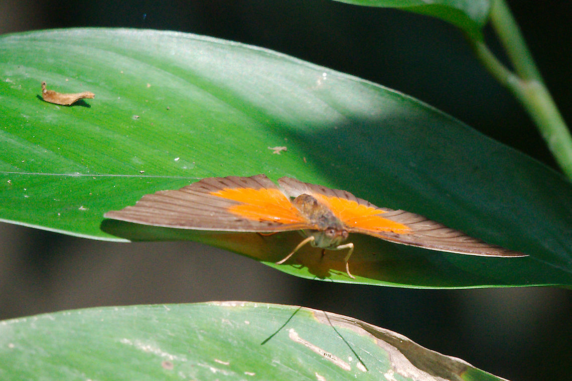 Butterfly at Semliki National Park Another unknown butterfly, Semuliki Forest Butterfly,Semliki National Park,Semuliki Forest,Uganda
