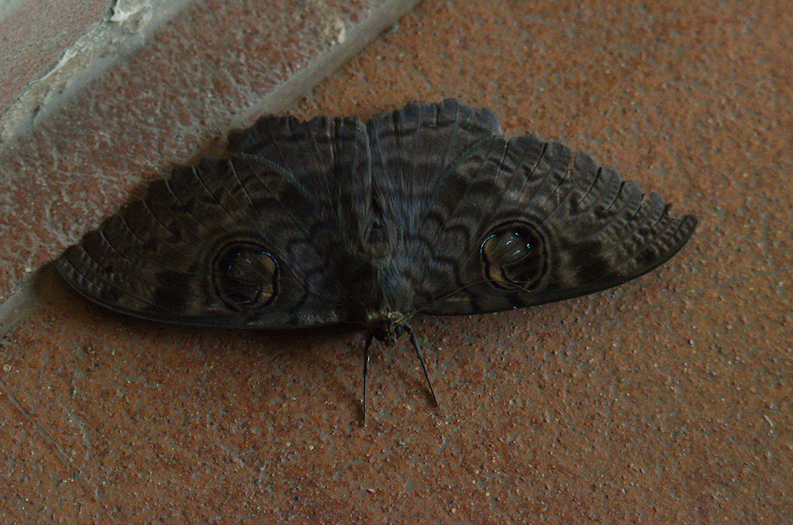 Huge black butterfly in the Lodge, Fort Portal Huge black butterfly in the Hotel Mountains of the Moon, Fort Portal Butterfly,Erebus walkeri,Fort Portal,Geotagged,Uganda,Winter