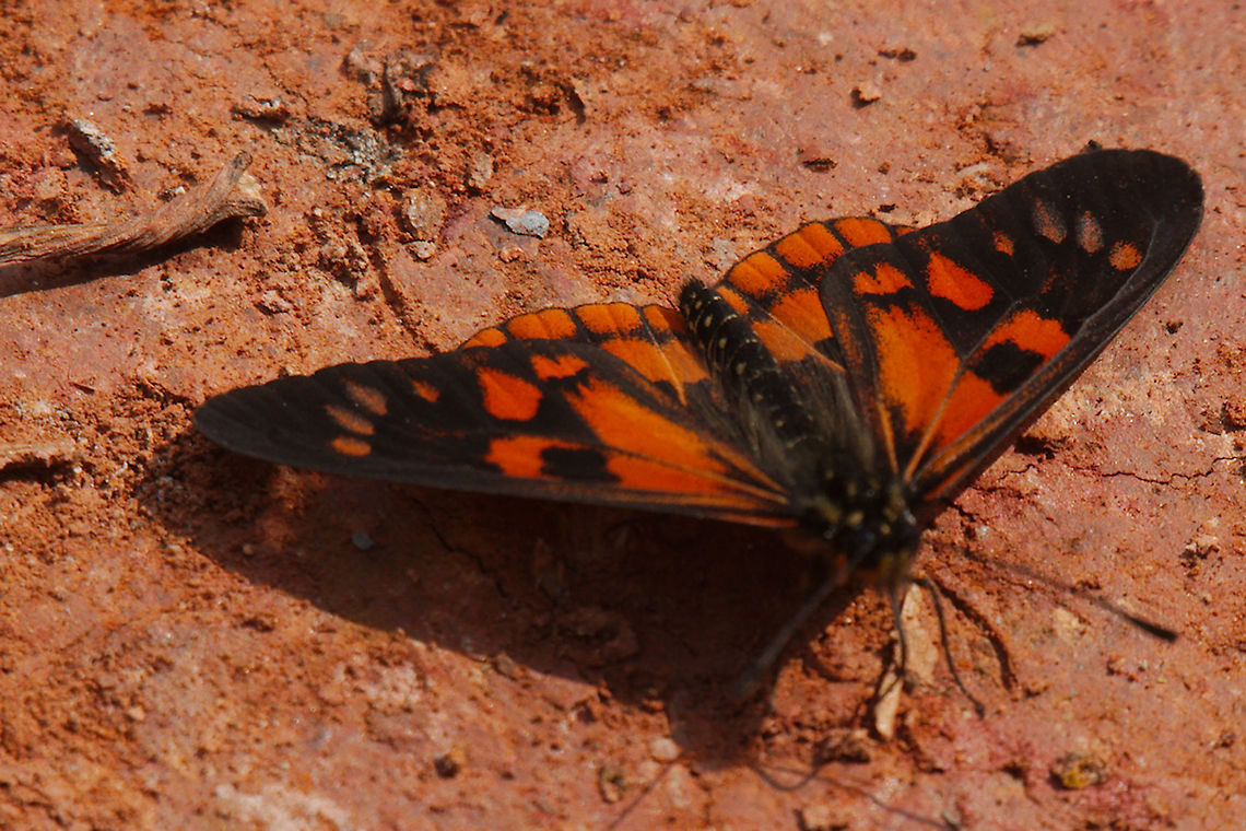 Butterfly at Buhoma Reddish butterfly seen at Buhoma, Community Trail Buhoma,Butterfly,Uganda