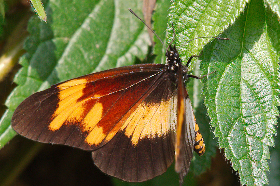 Colourful butterfly at Buhoma Another nicely coloured butterfly on the Community Trail, Buhoma Buhoma,Butterfly,Uganda