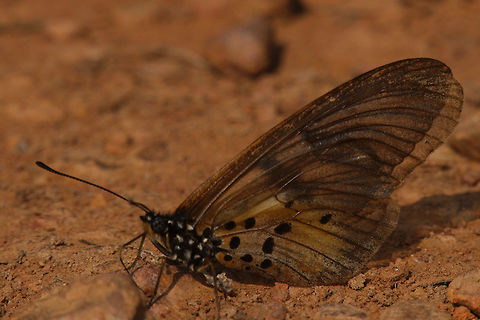 Butterfly at Botanical Gardens, Entebbe, Sp. of Acracea? Butterfly unknown, but seen at Botanical Gardens, Entebbe Botanical Gardens,Butterfly,Entebbe,Uganda