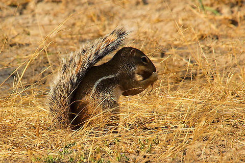 African Striped Ground Squirrel at Murchison Falls NP African Striped Ground Squirrel (Xerus erythropus) seen at Murchison Falls National Park African Striped Ground Squirrel,Murchison Falls National Park,Striped ground squirrel,Uganda,Xerus erythropus