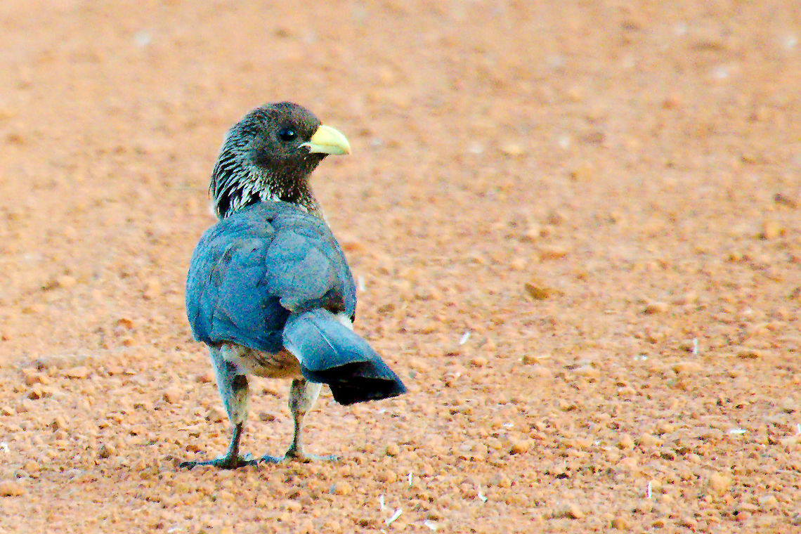 Eastern Plantain-eater at Entebbe Botanical Gardens Eastern Plantain-eater (Crinifer zonurus) seen at The Botanicla Gardens, Entebbe Botanical Gardens,Crinifer zonurus,Eastern Plantain-eater,Eastern plantain-eater,Entebbe,Uganda