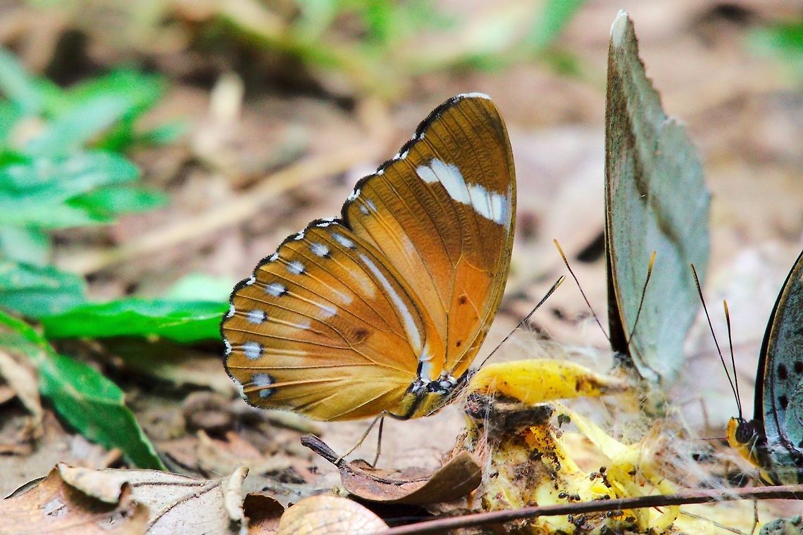 Euphaedra alacris Butterfly at Mabamba Wetlands Euphaedra alacris Butterfly seen at Mabamba Wetlands Euphaedra alacris,Mabamba Wetlands,Uganda