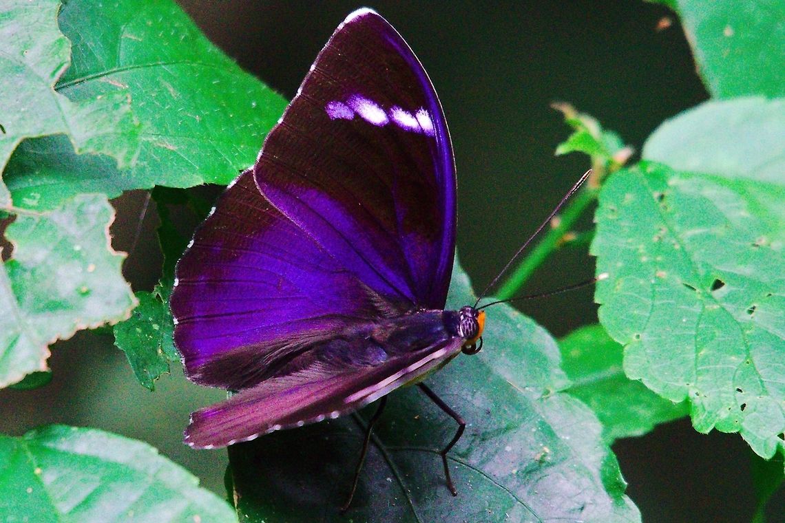 Euphaedra preussi Butterfly at Mabamba Wetlands Euphaedra preussi Butterfly seen at Mabamba Wetlands Butterfly,Euphaedra preussi,Mabamba Wetlands,Uganda