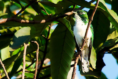 Klaas's Cuckoo at Mabamba Wetlands Klaas's Cuckoo seen at Mabamba Wetlands Chrysococcyx klaas,Klaas's Cuckoo,Klaass cuckoo,Mabamba Wetlands,Uganda