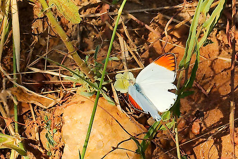 Large Orange Tip or Red Tip Butterfly at Murchison Falls NP Colotis antevippe Butterfly seen at Murchison Falls National Park Butterfly,Colotis antevippe,Murchison Falls National Park,Red Tip,Uganda