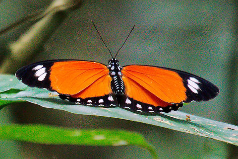 Vermillion Forester or Eleus Orange Forester at Mabamba Wetlands Euphaedra eleus seen at Mabamba Wetlands Eleus Orange Forester,Euphaedra eleus,Mabamba Wetlands,Uganda,Vermillion Forester